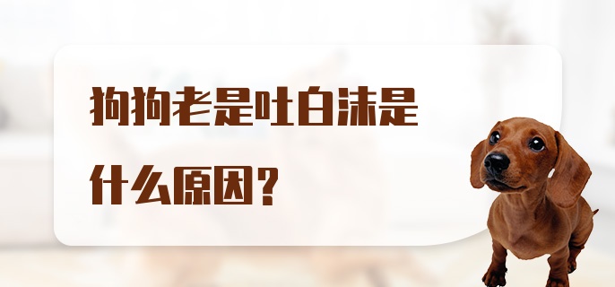 狗狗老是吐白沫是什么原因？