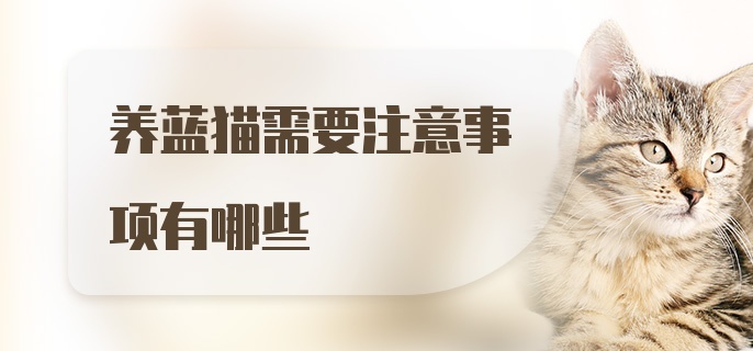 养蓝猫需要注意事项有哪些