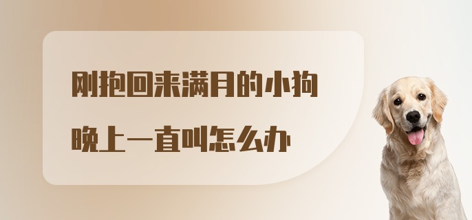 刚抱回来满月的小狗晚上一直叫怎么办