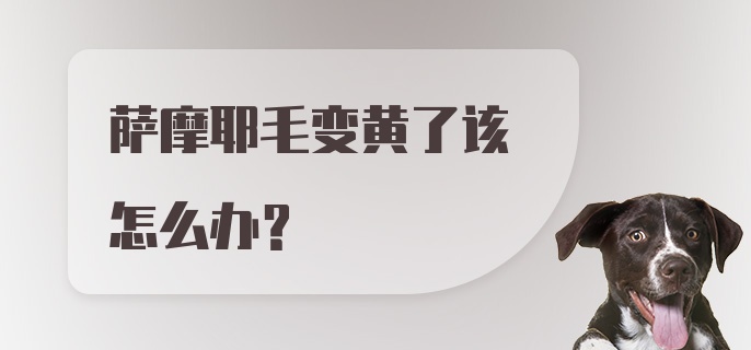 萨摩耶毛变黄了该怎么办？