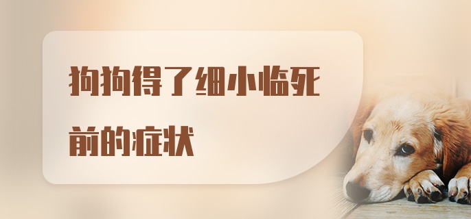 狗狗得了细小临死前的症状