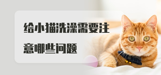 给小猫洗澡需要注意哪些问题