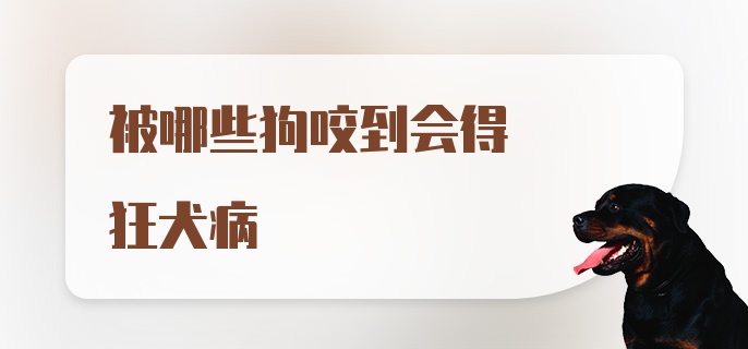 被哪些狗咬到会得狂犬病