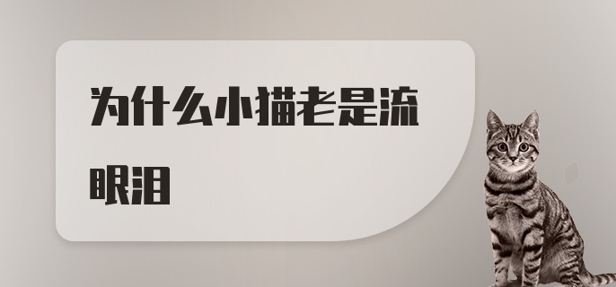 为什么小猫老是流眼泪