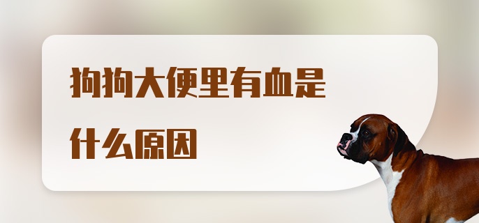 狗狗大便里有血是什么原因