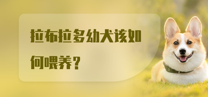 拉布拉多幼犬该如何喂养？