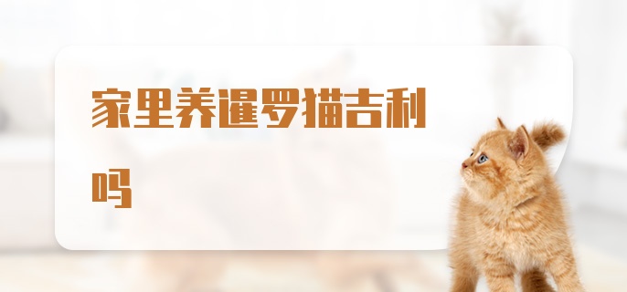 家里养暹罗猫吉利吗