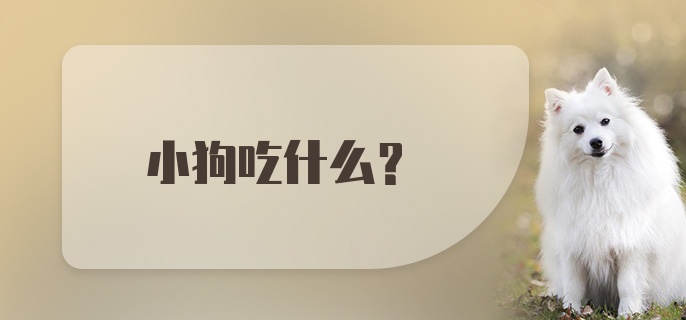 小狗吃什么?