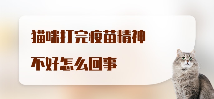 猫咪打完疫苗精神不好怎么回事