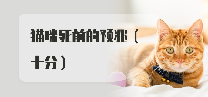 猫咪死前的预兆（十分）