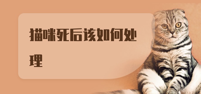 猫咪死后该如何处理