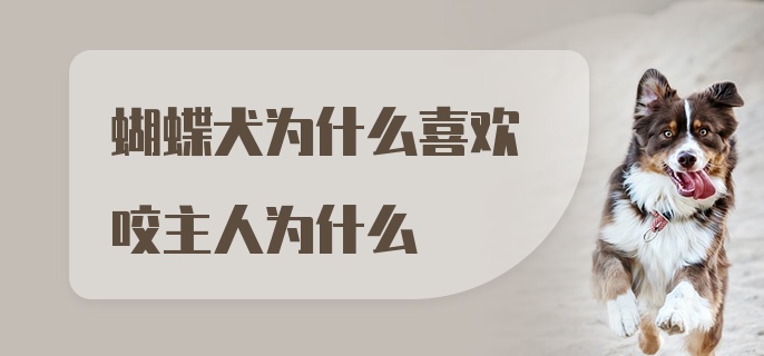 蝴蝶犬为什么喜欢咬主人为什么