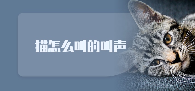 猫怎么叫的叫声