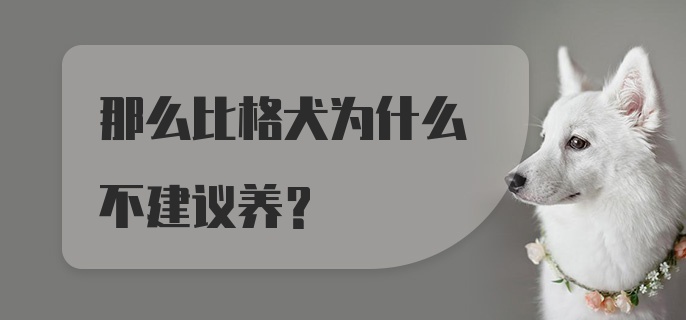 那么比格犬为什么不建议养？