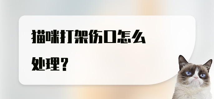 猫咪打架伤口怎么处理？