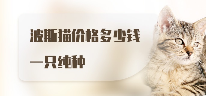 波斯猫价格多少钱一只纯种