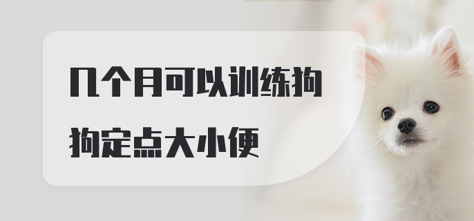 几个月可以训练狗狗定点大小便