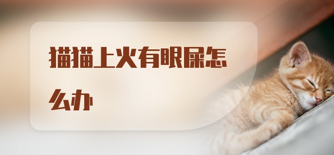 猫猫上火有眼屎怎么办