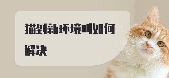 猫到新环境叫如何解决