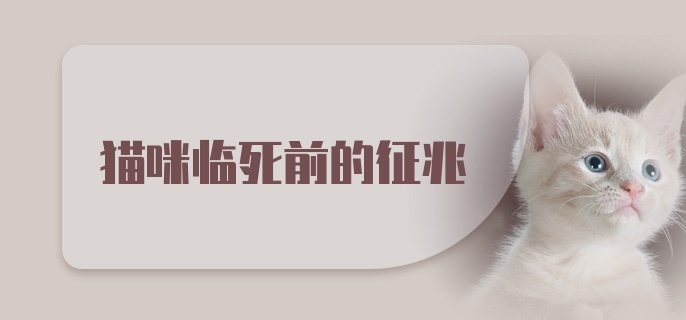 猫咪临死前的征兆