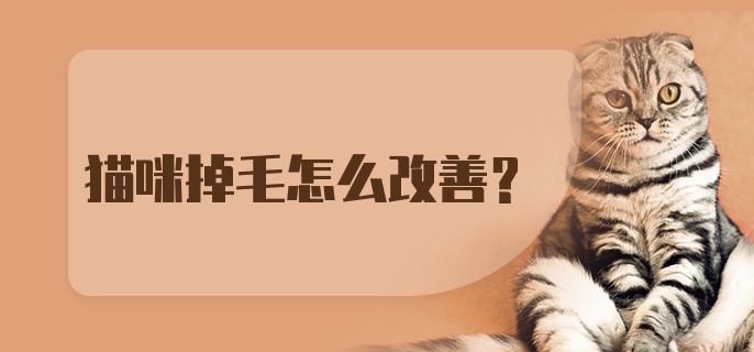 猫咪掉毛怎么改善?