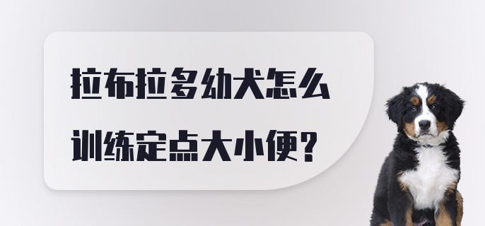 拉布拉多幼犬怎么训练定点大小便?