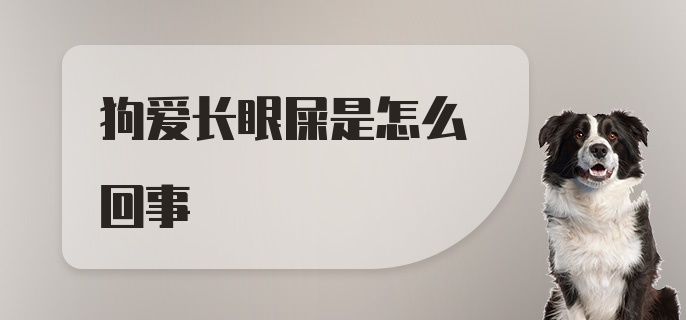 狗爱长眼屎是怎么回事