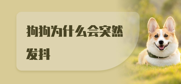 狗狗为什么会突然发抖