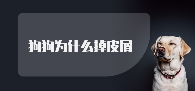 狗狗为什么掉皮屑