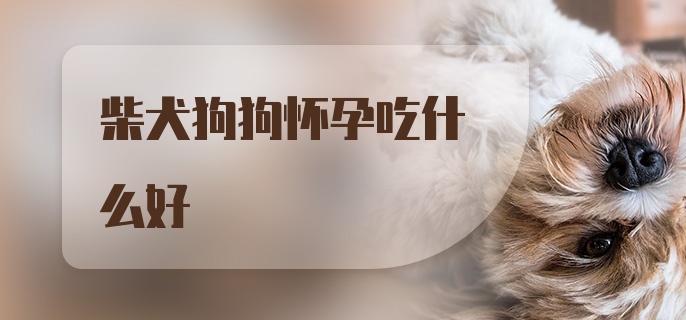 柴犬狗狗怀孕吃什么好