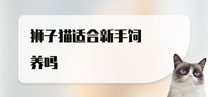 狮子猫适合新手饲养吗