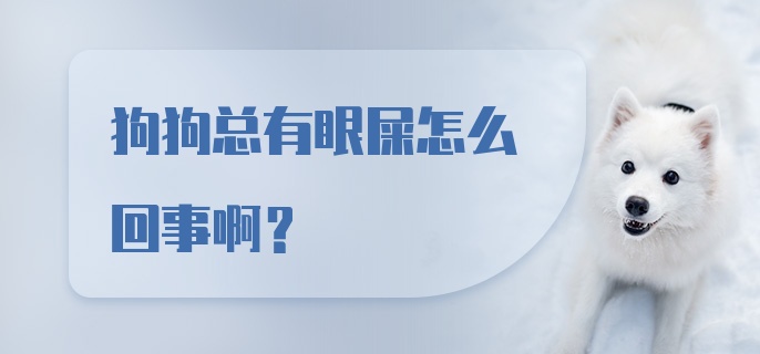 狗狗总有眼屎怎么回事啊？