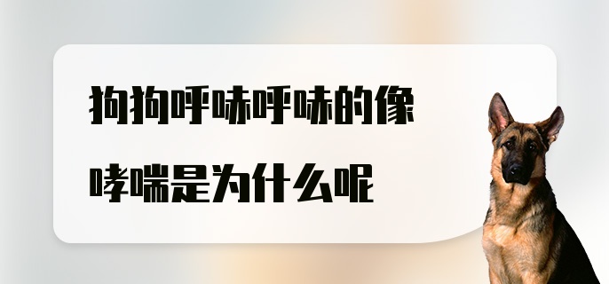 狗狗呼哧呼哧的像哮喘是为什么呢