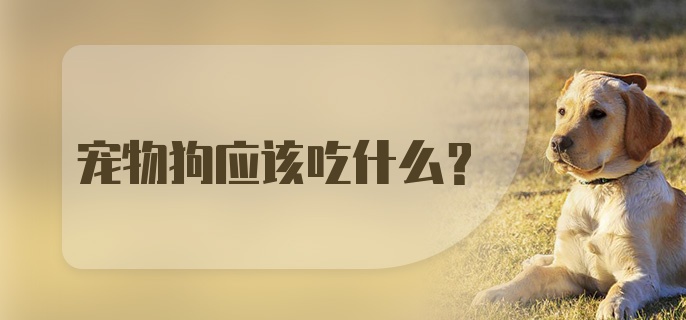 宠物狗应该吃什么？