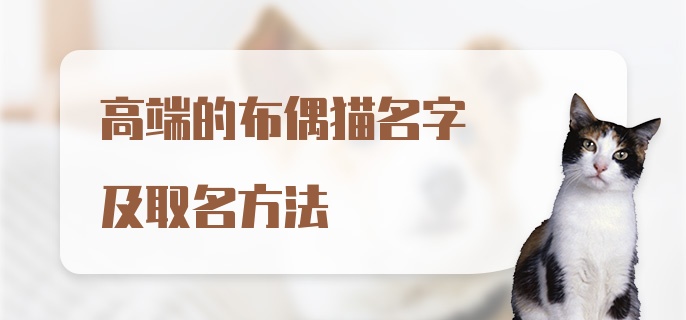 高端的布偶猫名字及取名方法