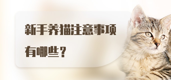 新手养猫注意事项有哪些？