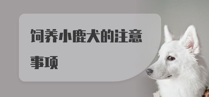 饲养小鹿犬的注意事项