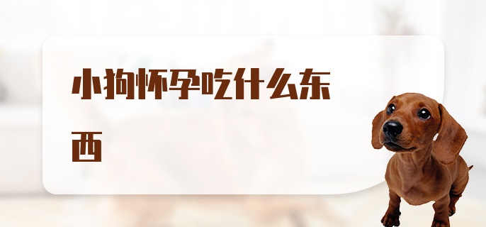 小狗怀孕吃什么东西