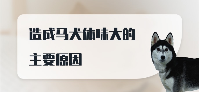 造成马犬体味大的主要原因