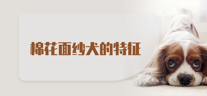 棉花面纱犬的特征