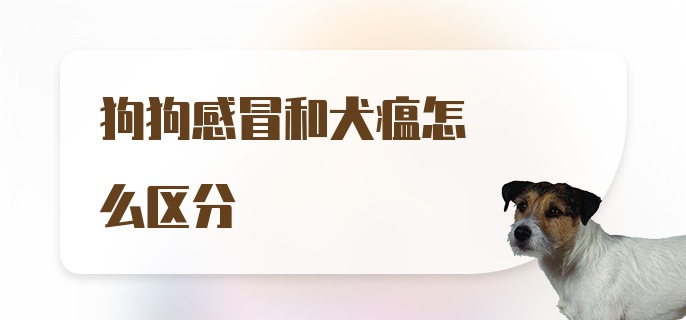 狗狗感冒和犬瘟怎么区分