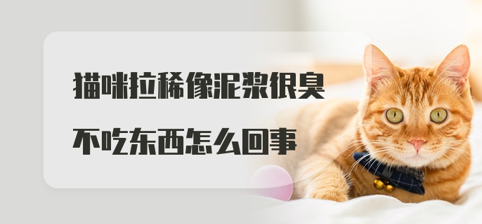 猫咪拉稀像泥浆很臭不吃东西怎么回事