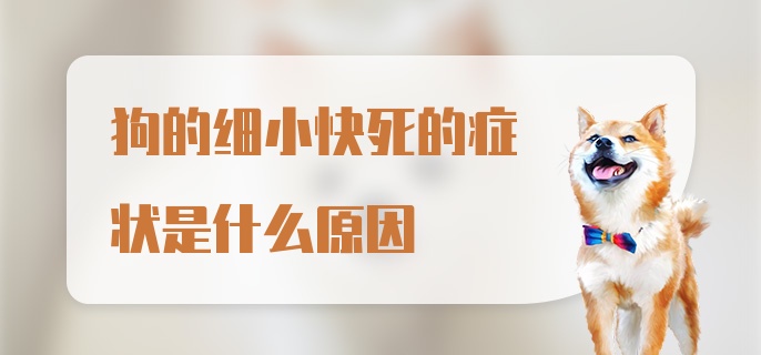 狗的细小快死的症状是什么原因