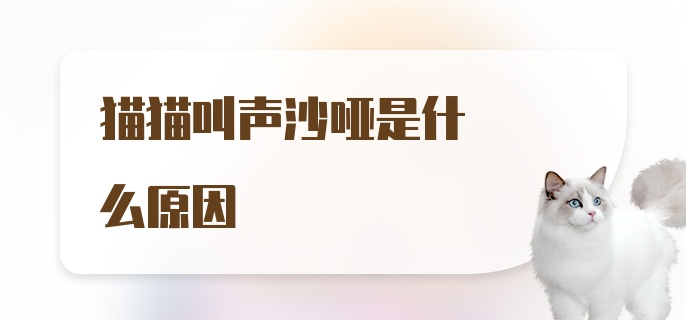 猫猫叫声沙哑是什么原因