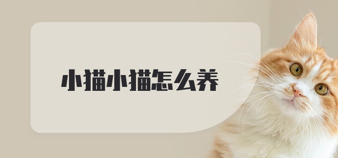 小猫小猫怎么养