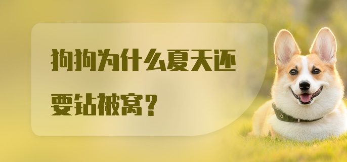 狗狗为什么夏天还要钻被窝？