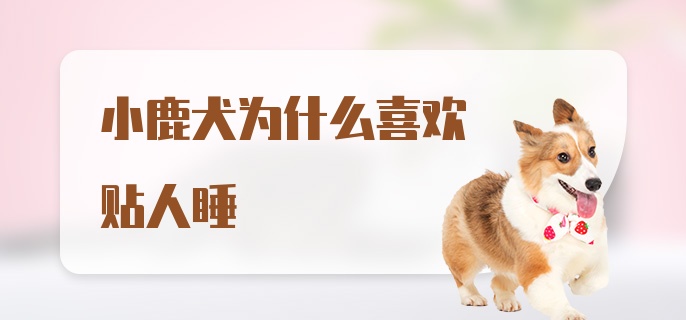 小鹿犬为什么喜欢贴人睡