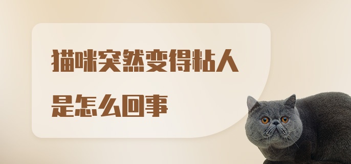 猫咪突然变得粘人是怎么回事