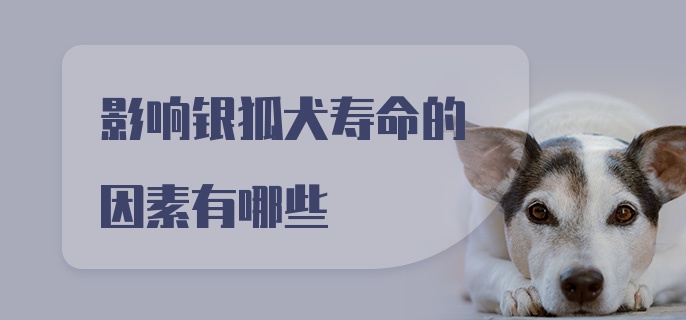 影响银狐犬寿命的因素有哪些