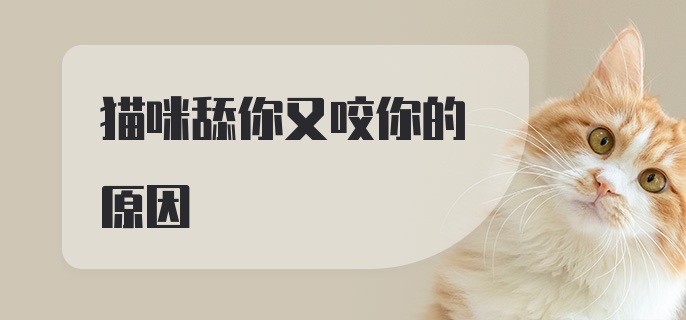 猫咪舔你又咬你的原因